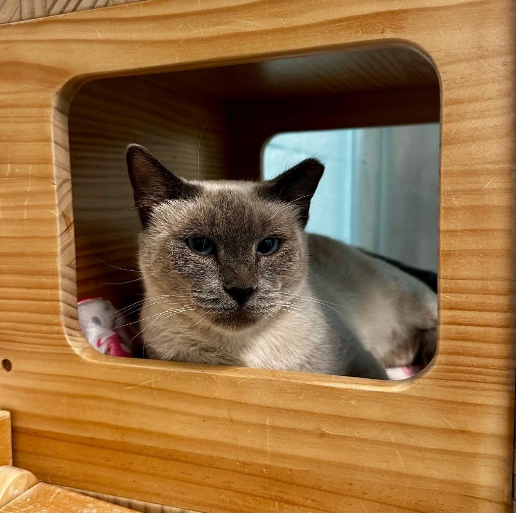 Enlarge Lalita, a Adoptable Siamese in Cape Coral, FL image 1/4