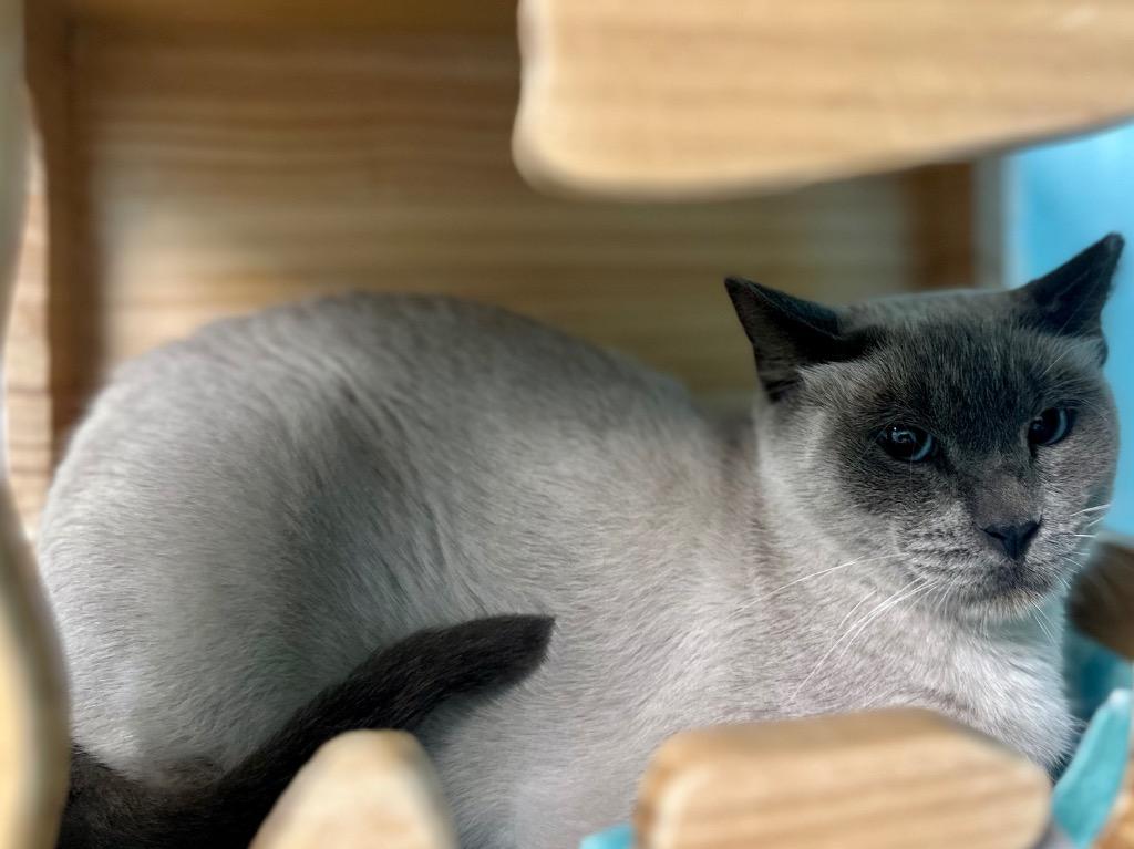 Lalita, Adoptable, Young Female Siamese.