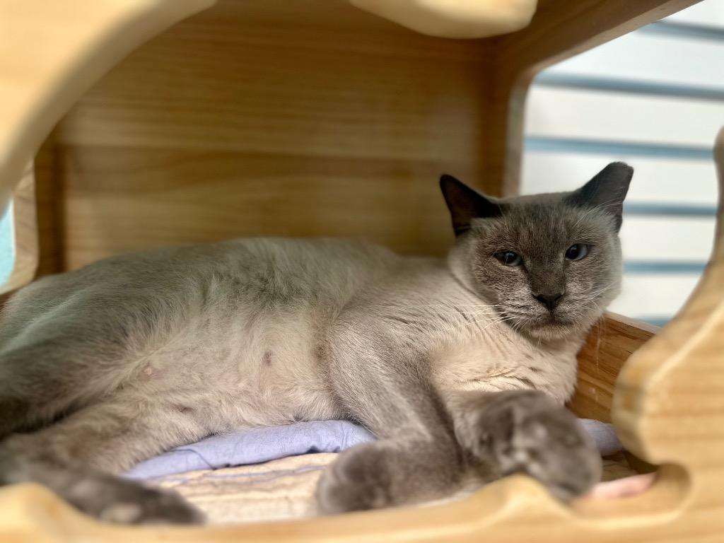 Enlarge Lalita, a Adoptable Siamese in Cape Coral, FL image 2/4