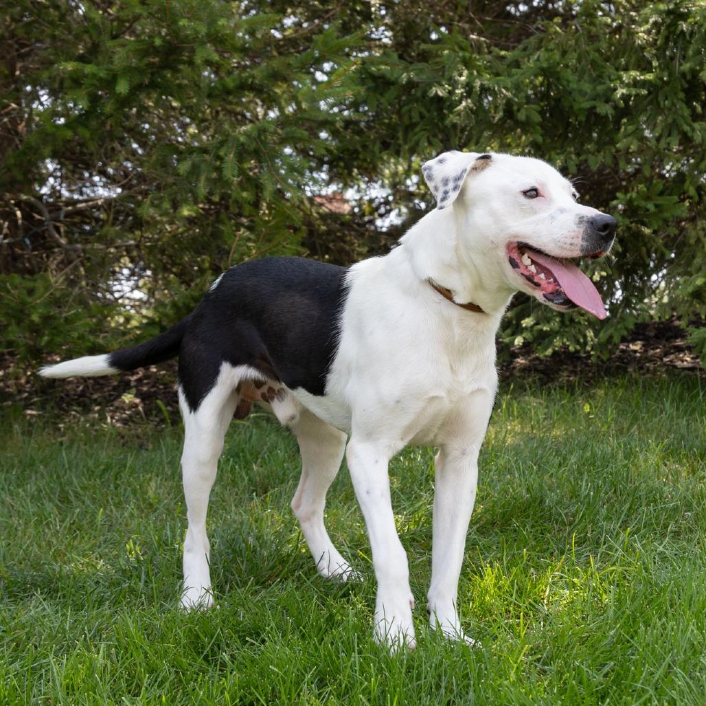 Enlarge Dublin, a Adoptable Mixed Breed in Erie, PA image 1/6