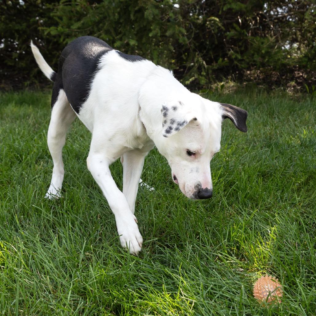 Enlarge Dublin, a Adoptable Mixed Breed in Erie, PA image 2/6