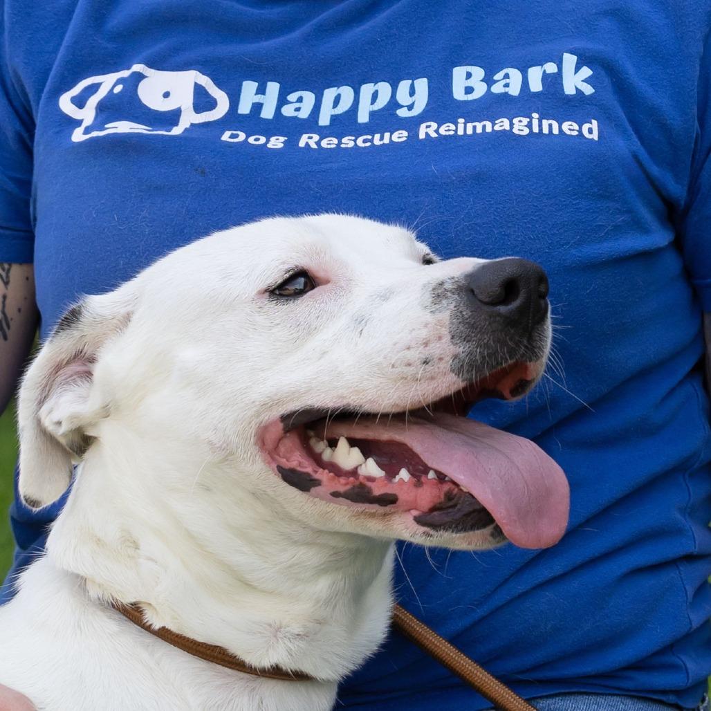 Enlarge Dublin, a Adoptable Mixed Breed in Erie, PA image 3/6