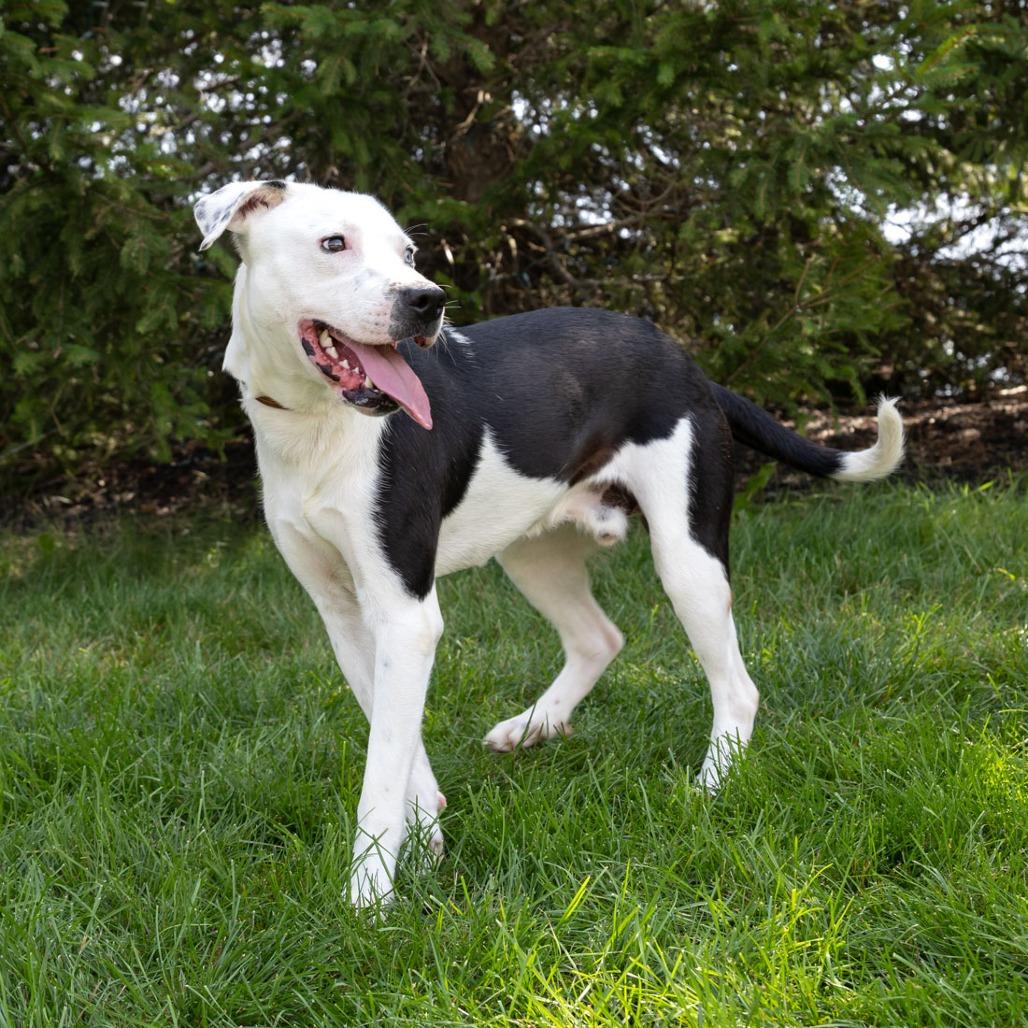 Enlarge Dublin, a Adoptable Mixed Breed in Erie, PA image 4/6