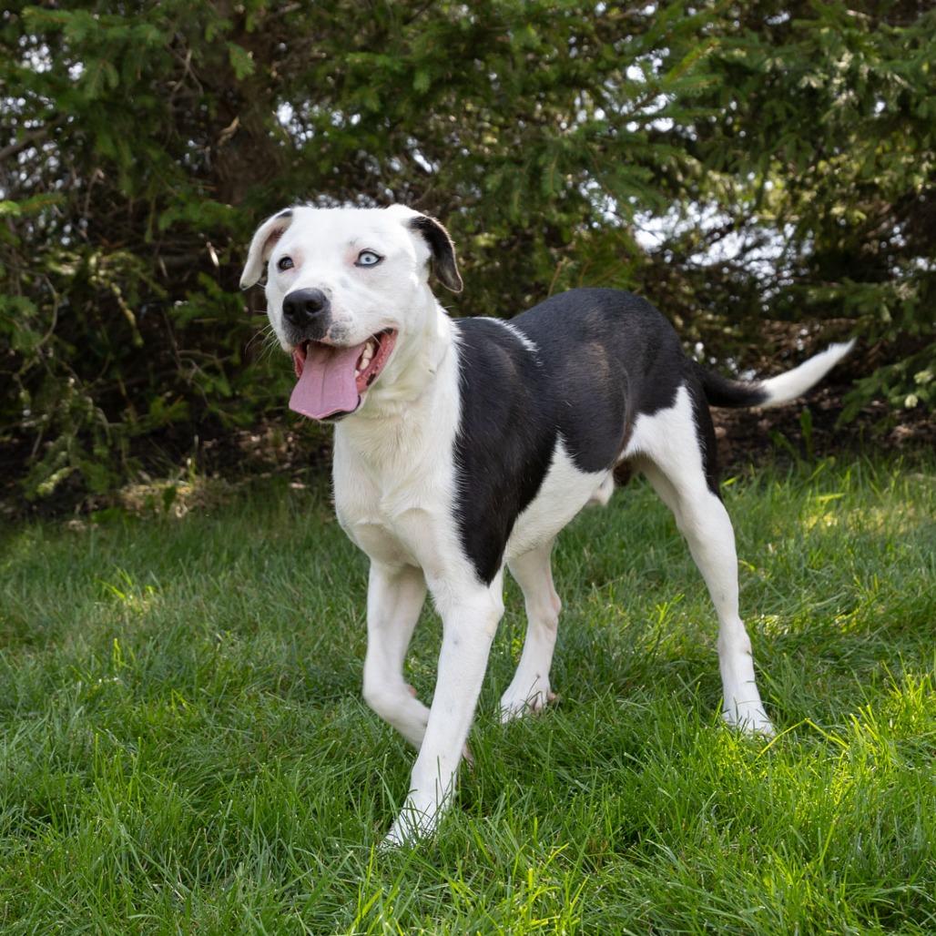 Enlarge Dublin, a Adoptable Mixed Breed in Erie, PA image 5/6