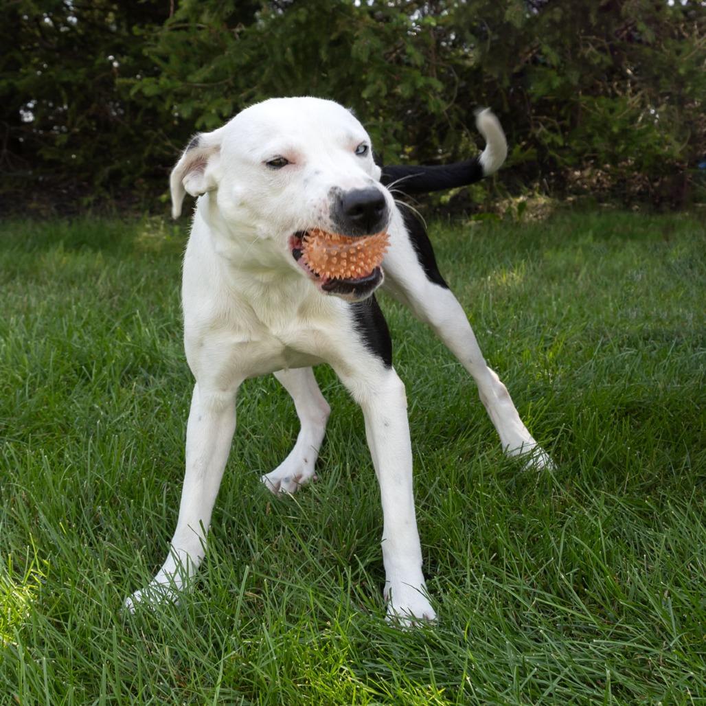Enlarge Dublin, a Adoptable Mixed Breed in Erie, PA image 6/6