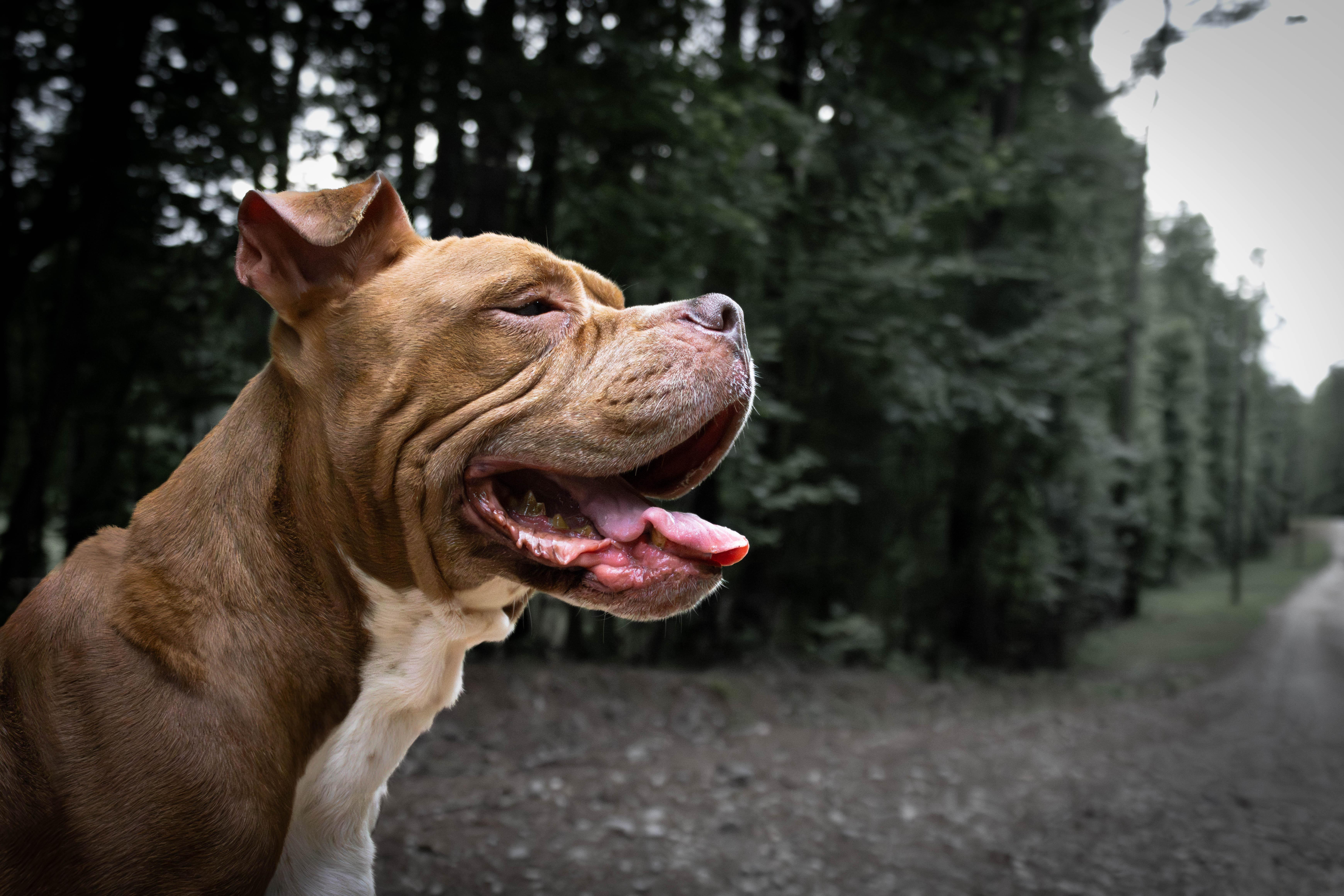 Enlarge Mistic Marie, a Adoptable Boxer in Roswell, GA image 3/5