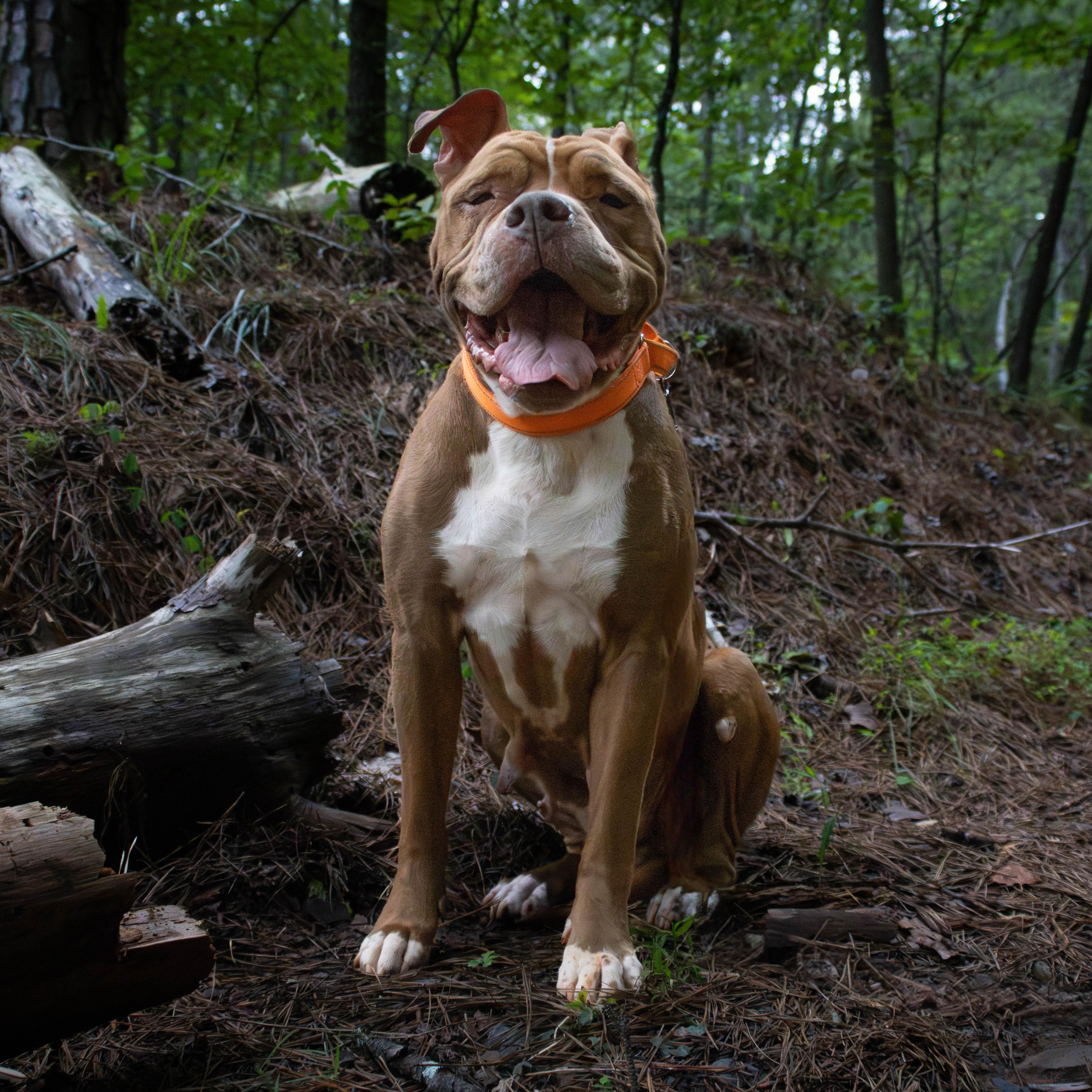 Enlarge Mistic Marie, a Adoptable Boxer in Roswell, GA image 5/5