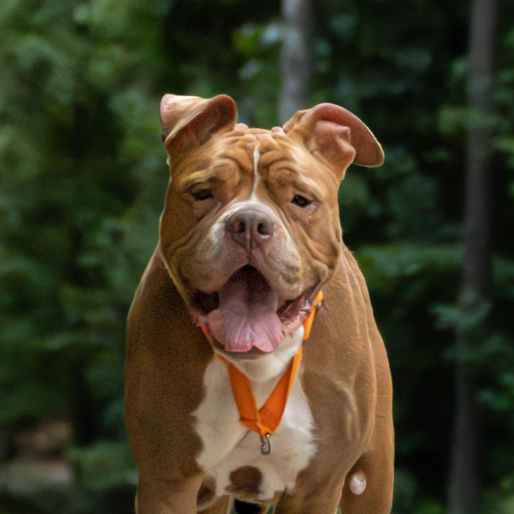 Enlarge Mistic Marie, a Adoptable Boxer in Roswell, GA image 4/5