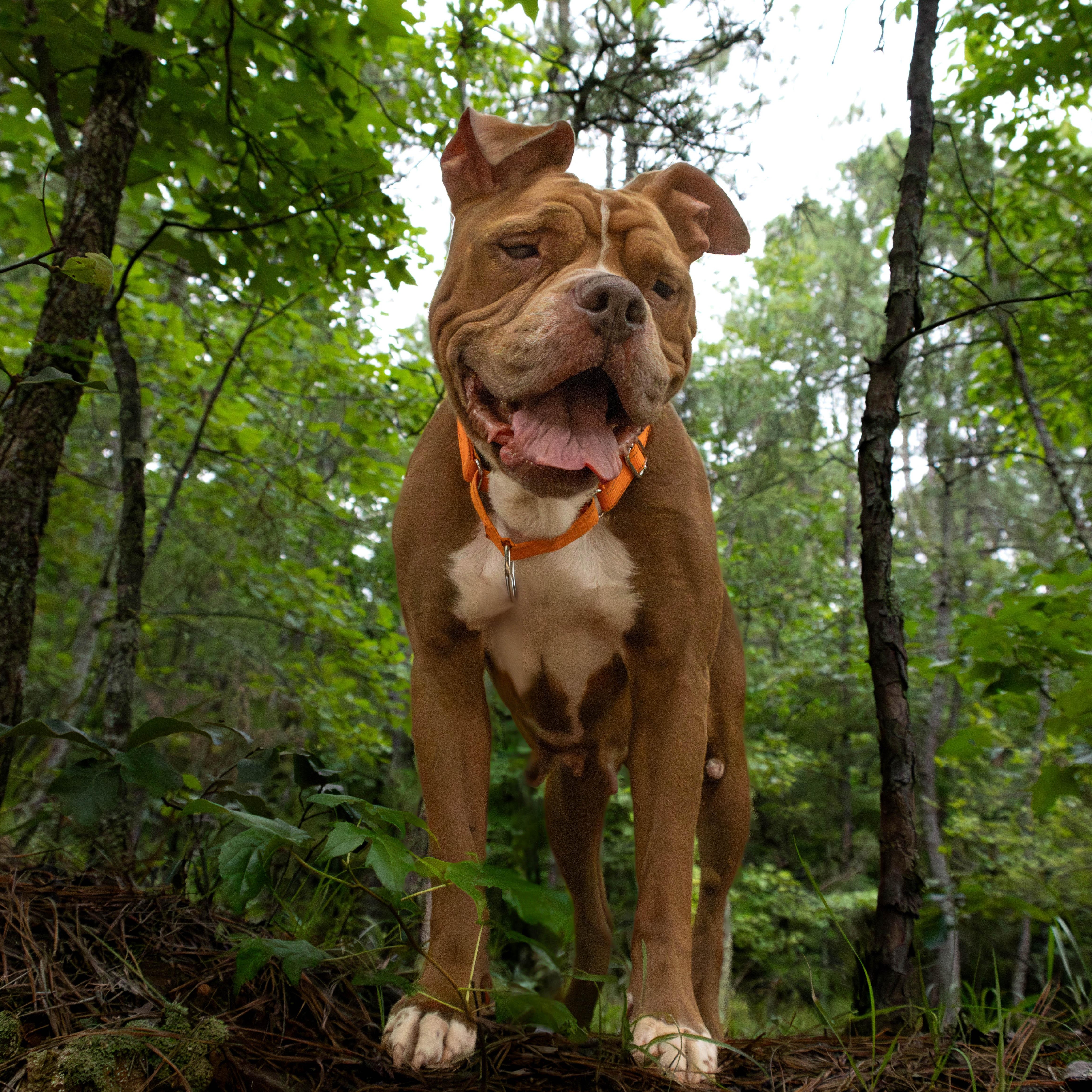 Mistic Marie, Adoptable, Senior Female Boxer.