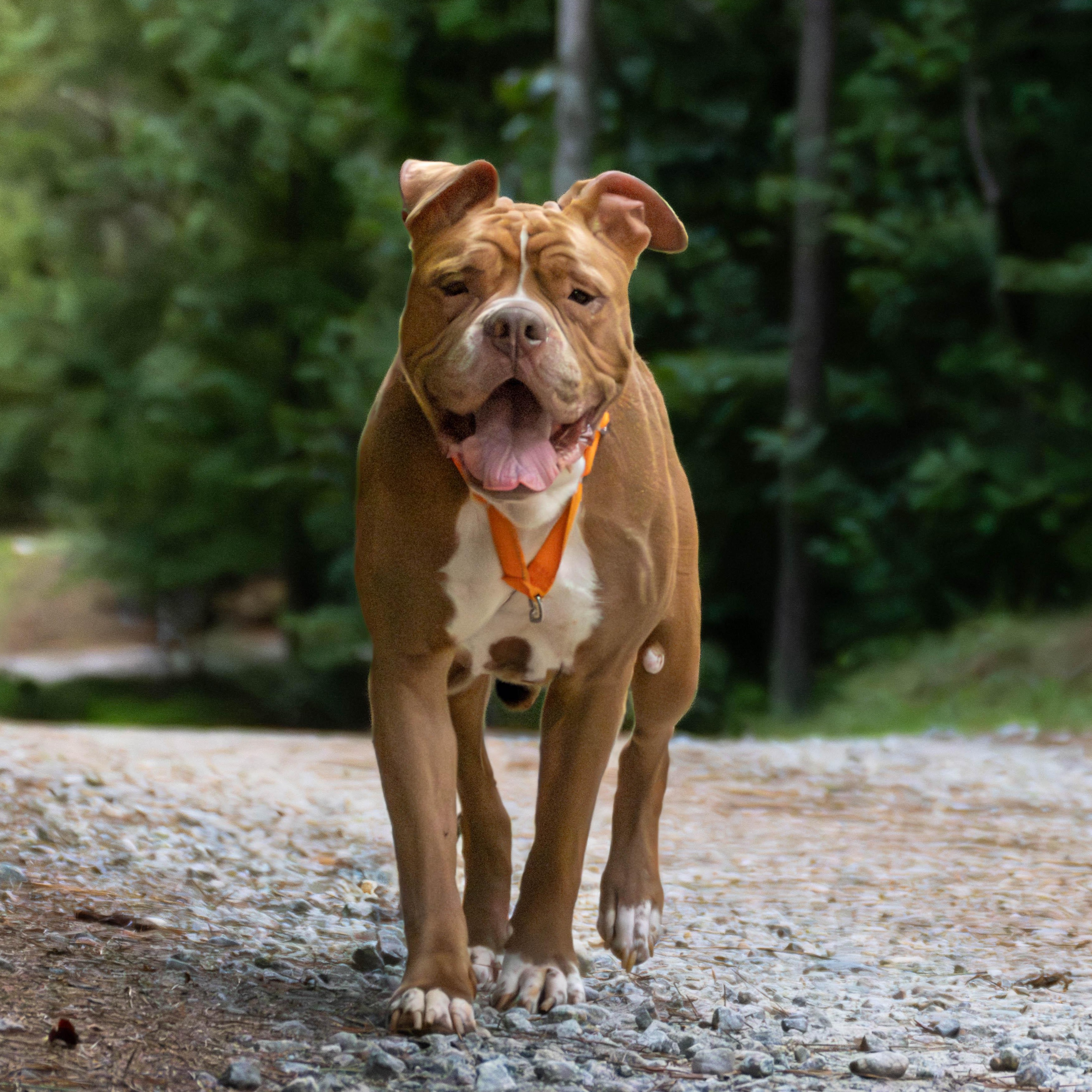 Enlarge Mistic Marie, a Adoptable Boxer in Roswell, GA image 2/5