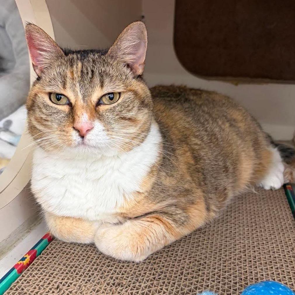 Emma, Adoptable, Adult Female Domestic Short Hair.