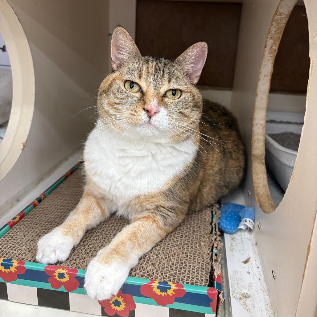 Emma, a Adoptable Domestic Short Hair in Tallahassee, FL image 2/5