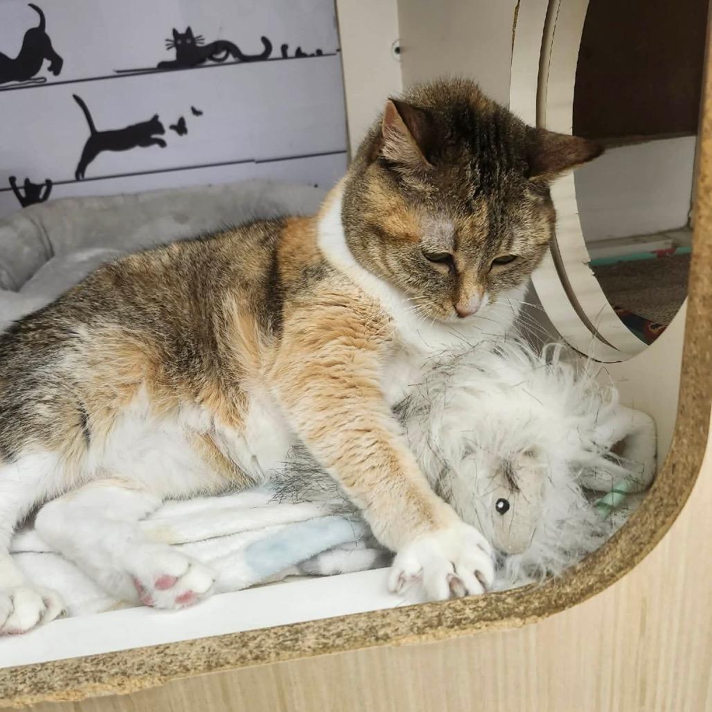 Emma, a Adoptable Domestic Short Hair in Tallahassee, FL image 4/5
