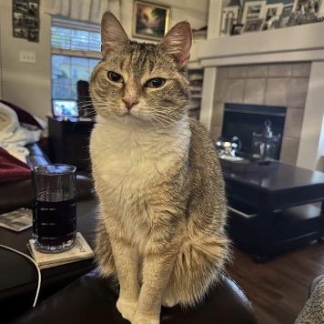 Emma, a Adoptable Domestic Short Hair in Tallahassee, FL image 5/5