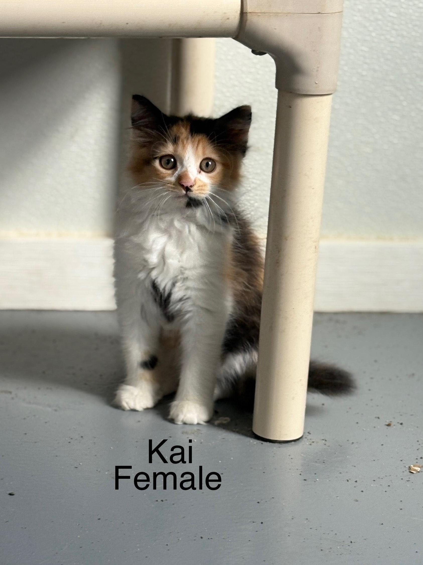 Kai, Adopted, Kitten Female Domestic Long Hair.