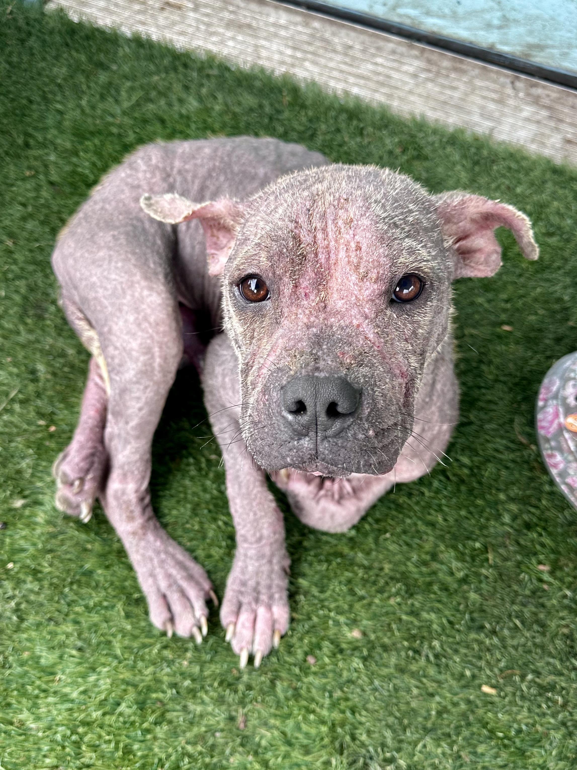 Enlarge Walter White, a Adoptable Pit Bull Terrier in Whitewright, TX image 2/4