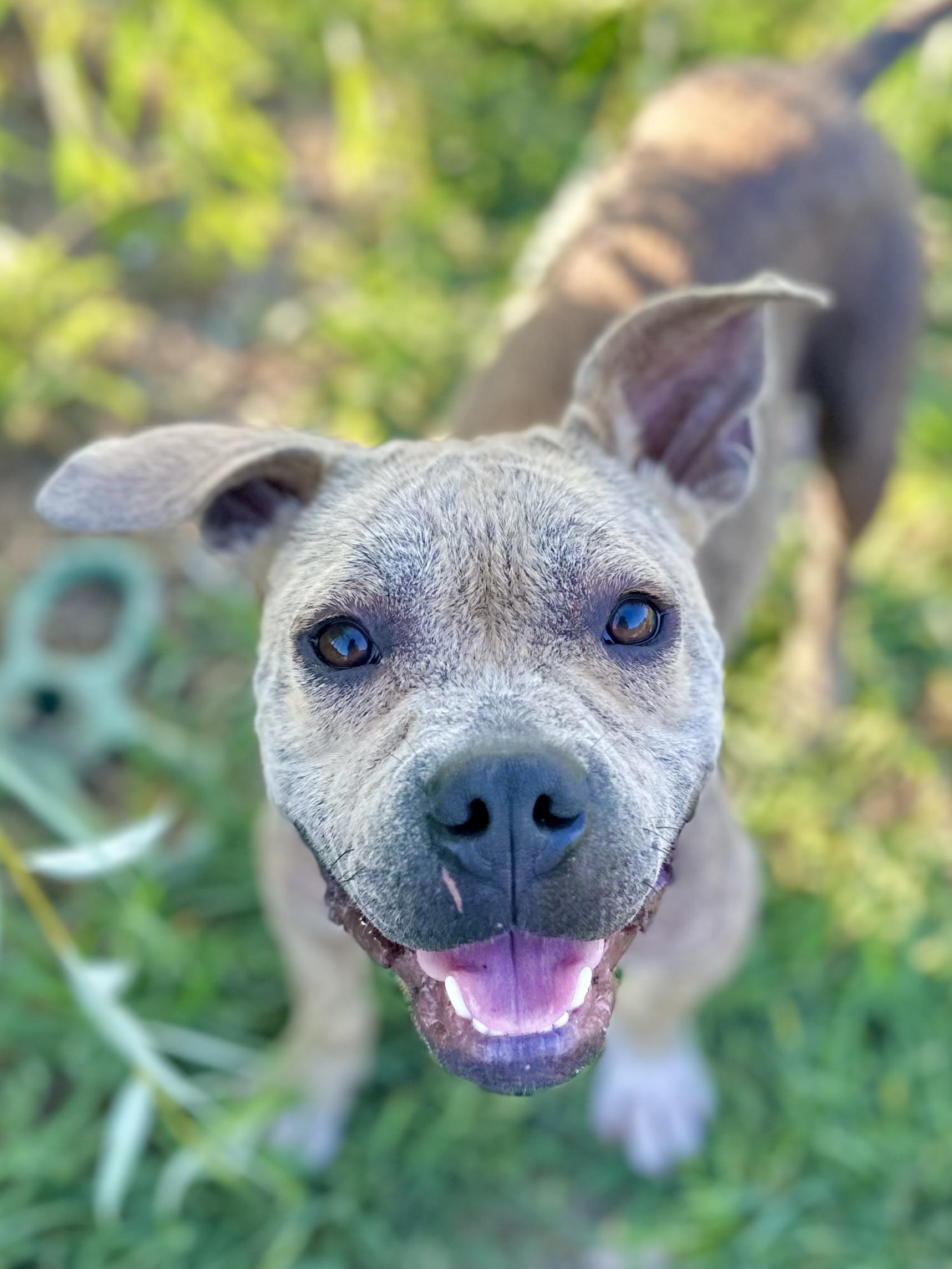Enlarge Walter White, a Adoptable Pit Bull Terrier in Whitewright, TX image 4/4