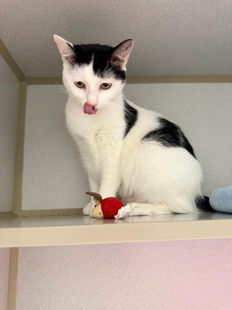 Enlarge Tiney, a ADOPTABLE Domestic Short Hair in Winter Haven, FL image 4/6
