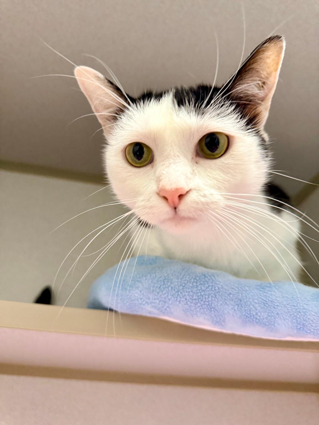 Enlarge Tiney, a ADOPTABLE Domestic Short Hair in Winter Haven, FL image 1/6