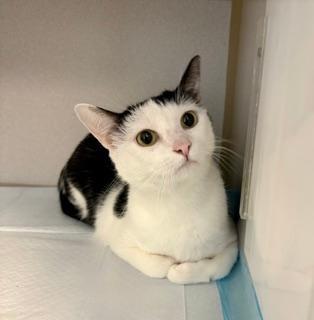 Enlarge Tiney, a ADOPTABLE Domestic Short Hair in Winter Haven, FL image 5/6