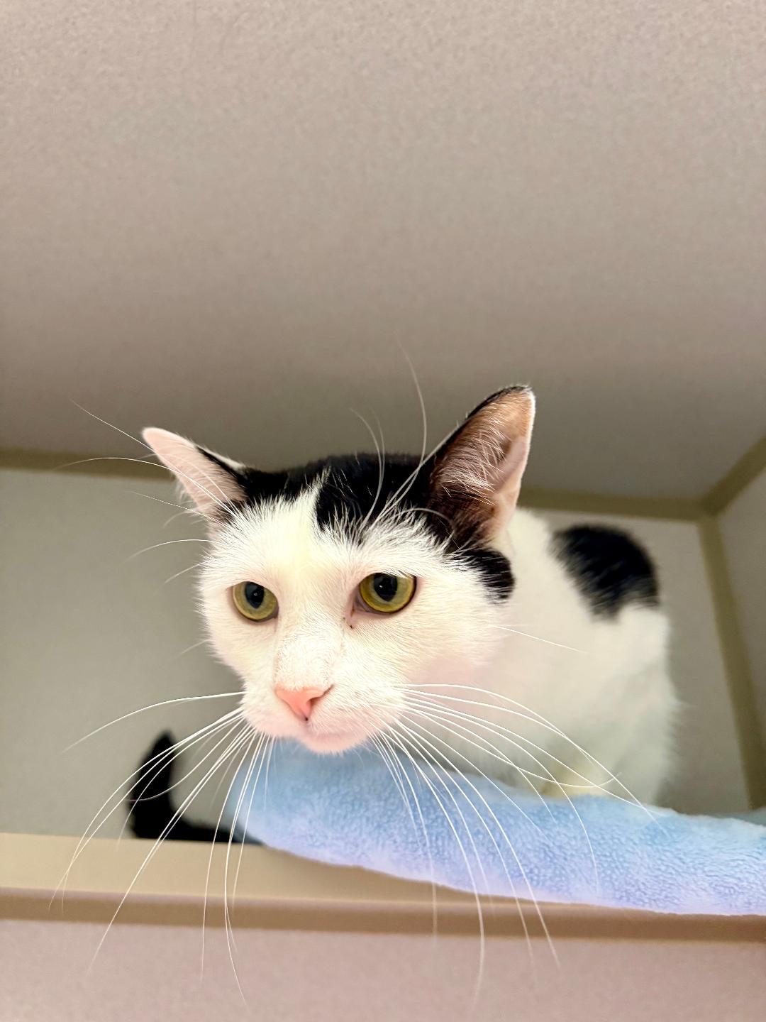 Enlarge Tiney, a ADOPTABLE Domestic Short Hair in Winter Haven, FL image 3/6