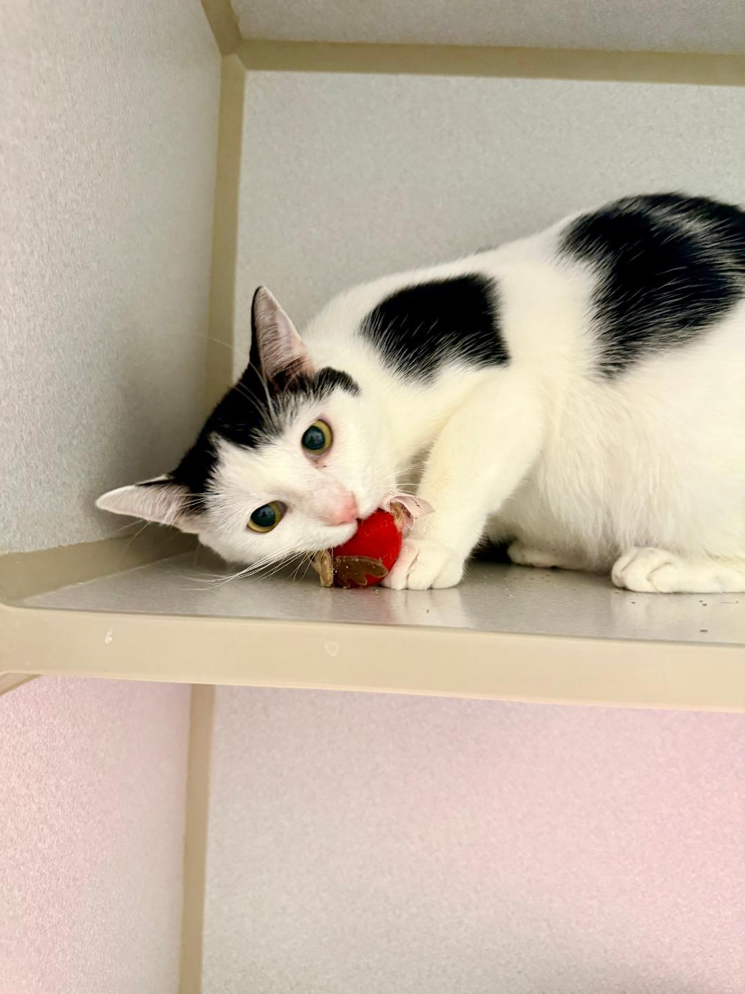 Enlarge Tiney, a ADOPTABLE Domestic Short Hair in Winter Haven, FL image 2/6