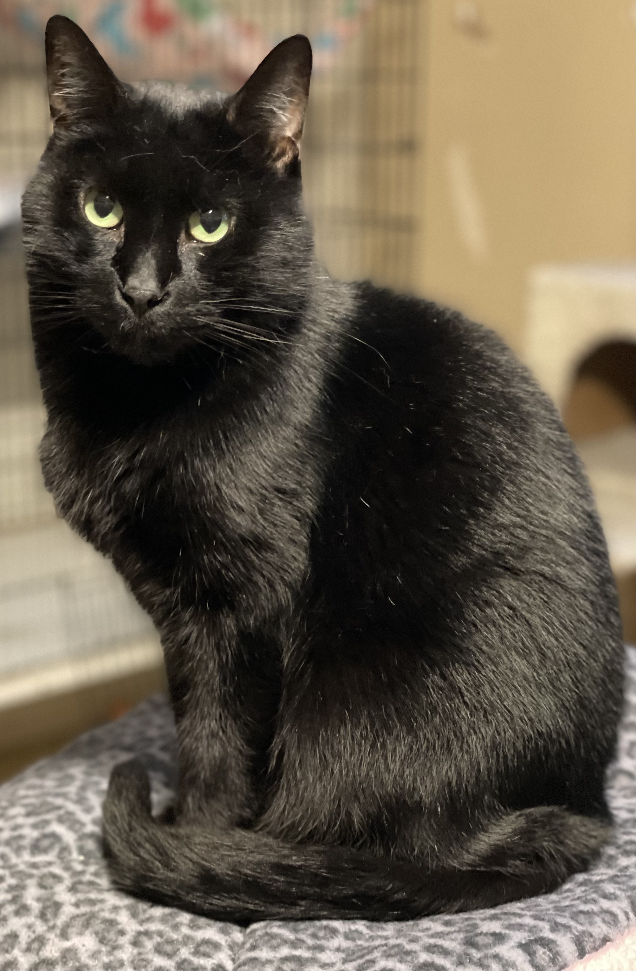 Gillian, a Adoptable mixed breed in Lacon, IL image 3/5