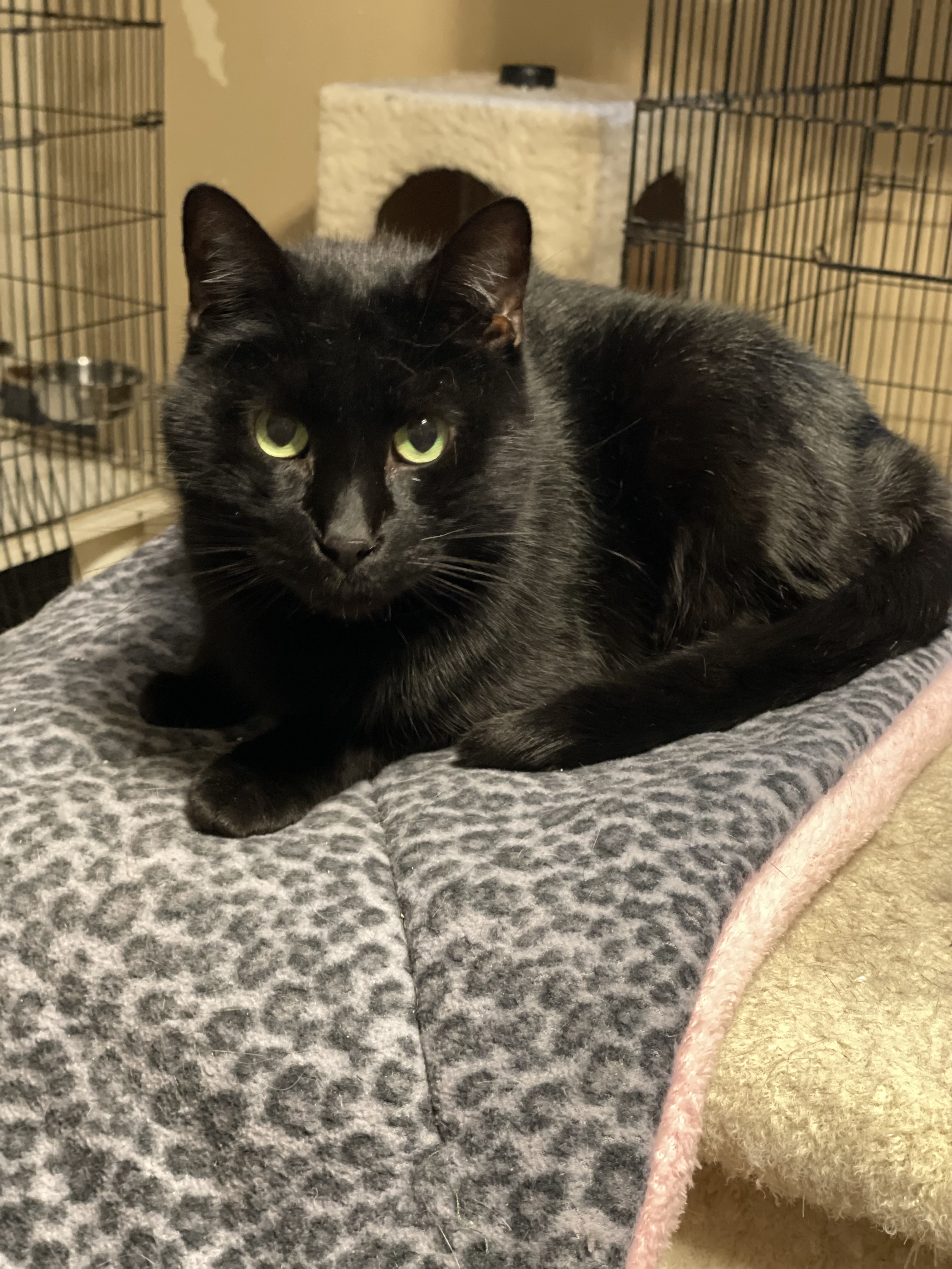 Gillian, a Adoptable mixed breed in Lacon, IL image 4/5