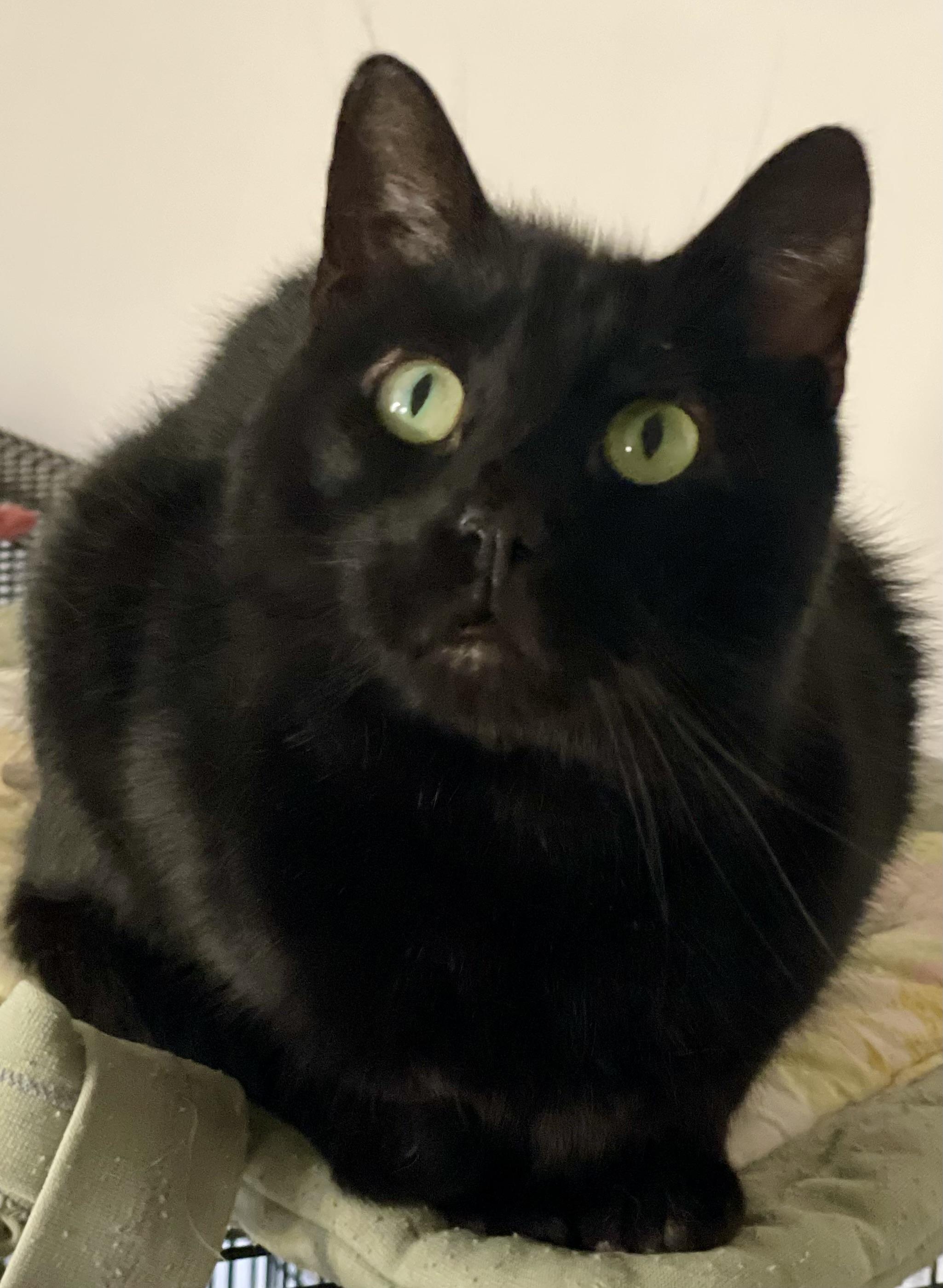 Gillian, a Adoptable mixed breed in Lacon, IL image 5/5