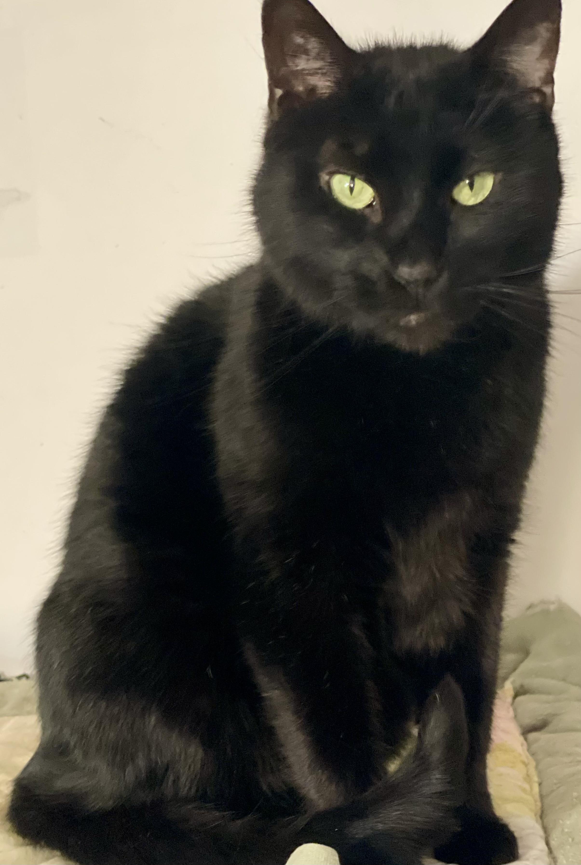 Gillian, a Adoptable mixed breed in Lacon, IL image 1/5