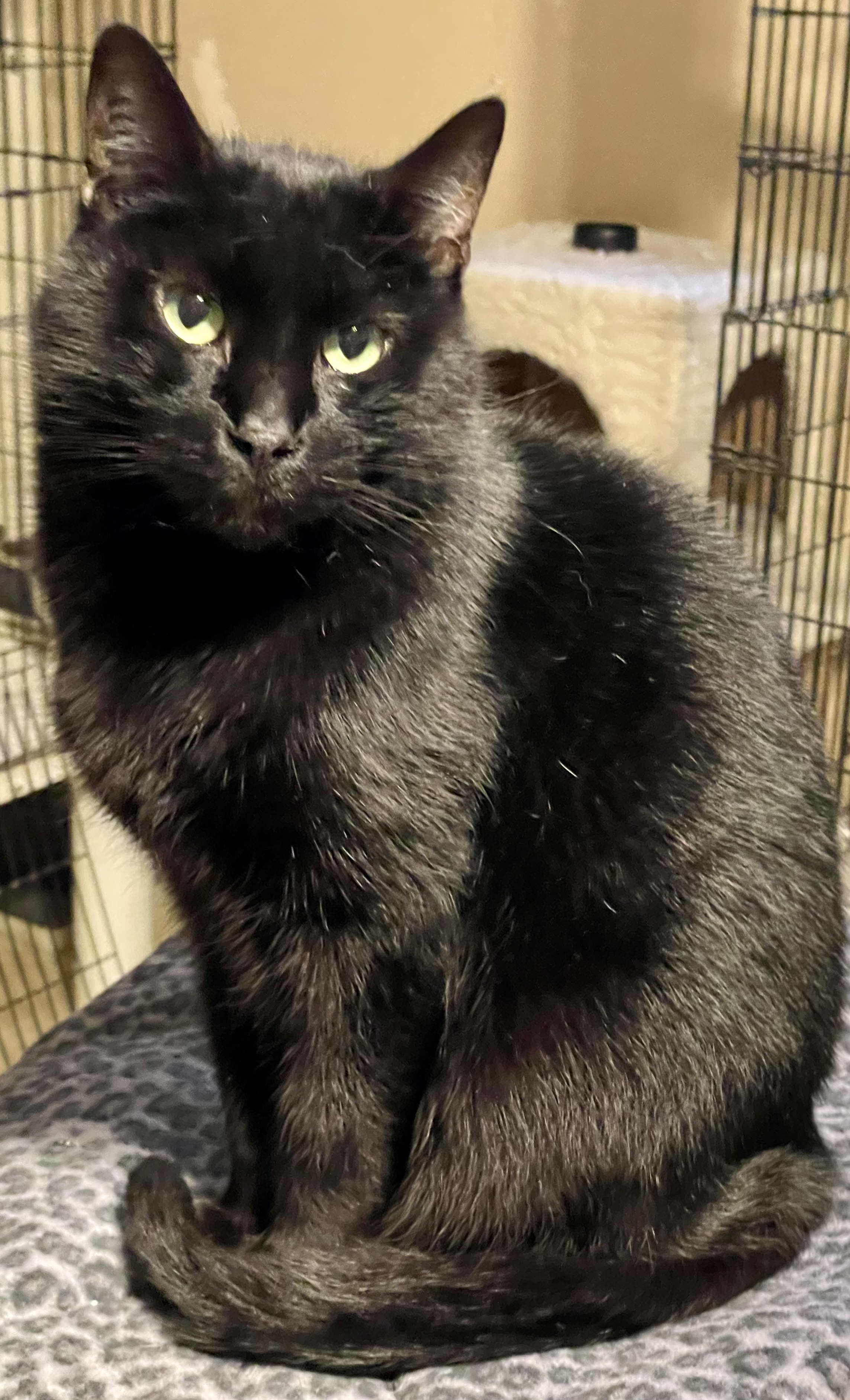 Gillian, a Adoptable mixed breed in Lacon, IL image 2/5