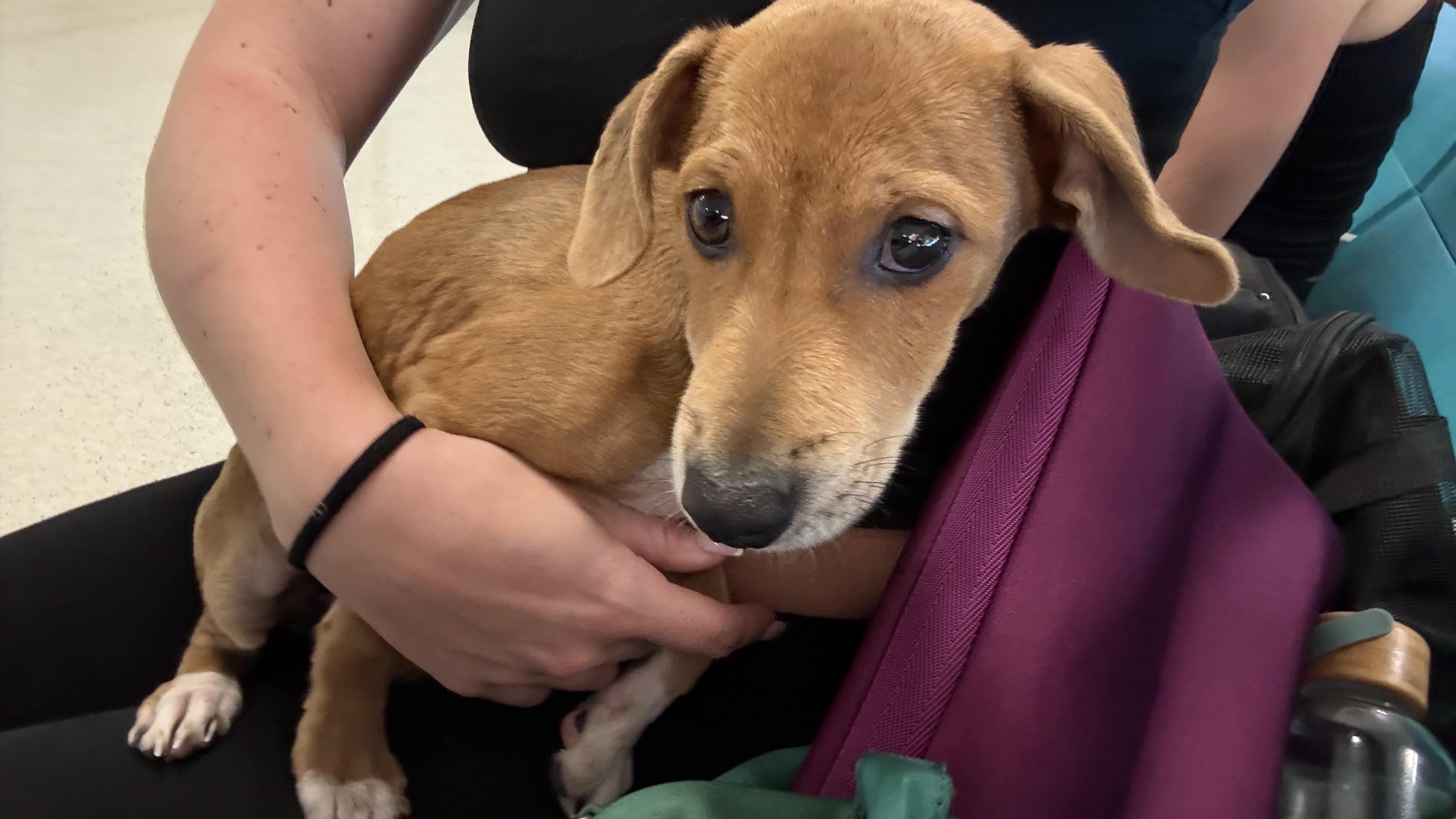 Enlarge Mikayla, an adopted mixed breed in Ridgefield, CT image 4/4
