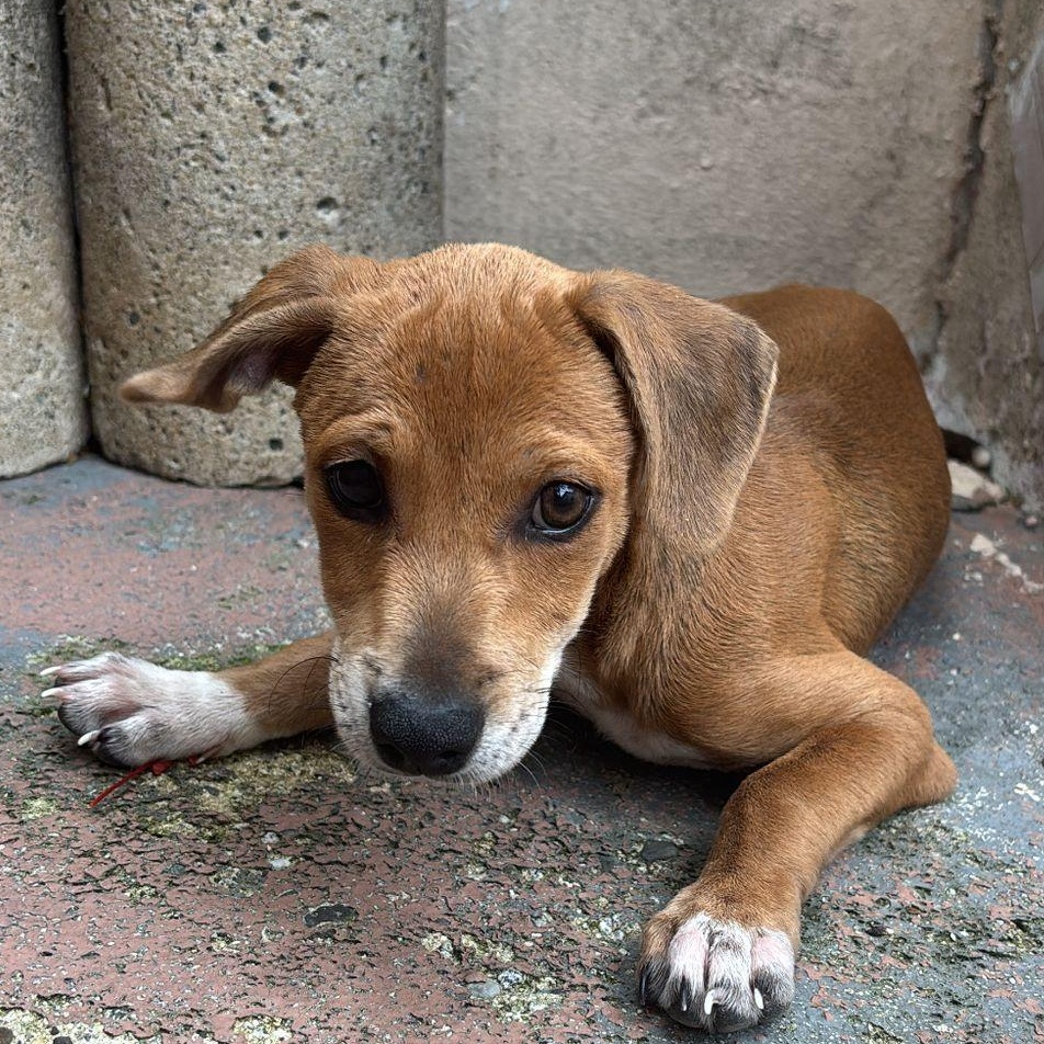 Enlarge Mikayla, an adopted mixed breed in Ridgefield, CT image 1/4