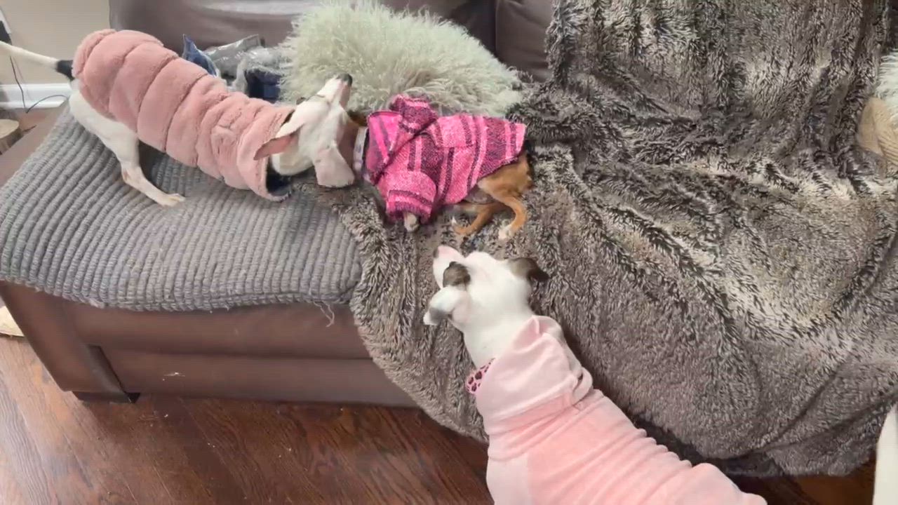 Enlarge Mikayla, an adopted mixed breed in Ridgefield, CT video 2/4