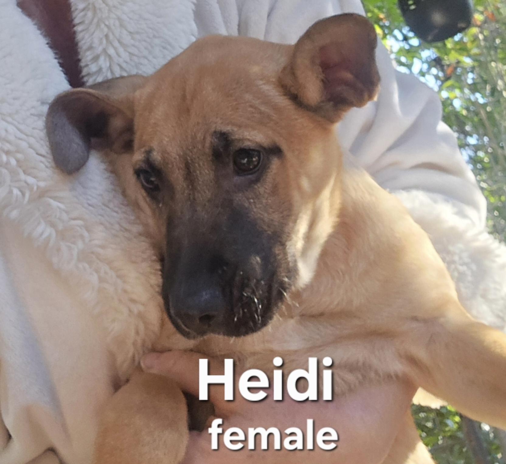 Enlarge Heidi, a ADOPTABLE mixed breed in Parma, OH image 1/1
