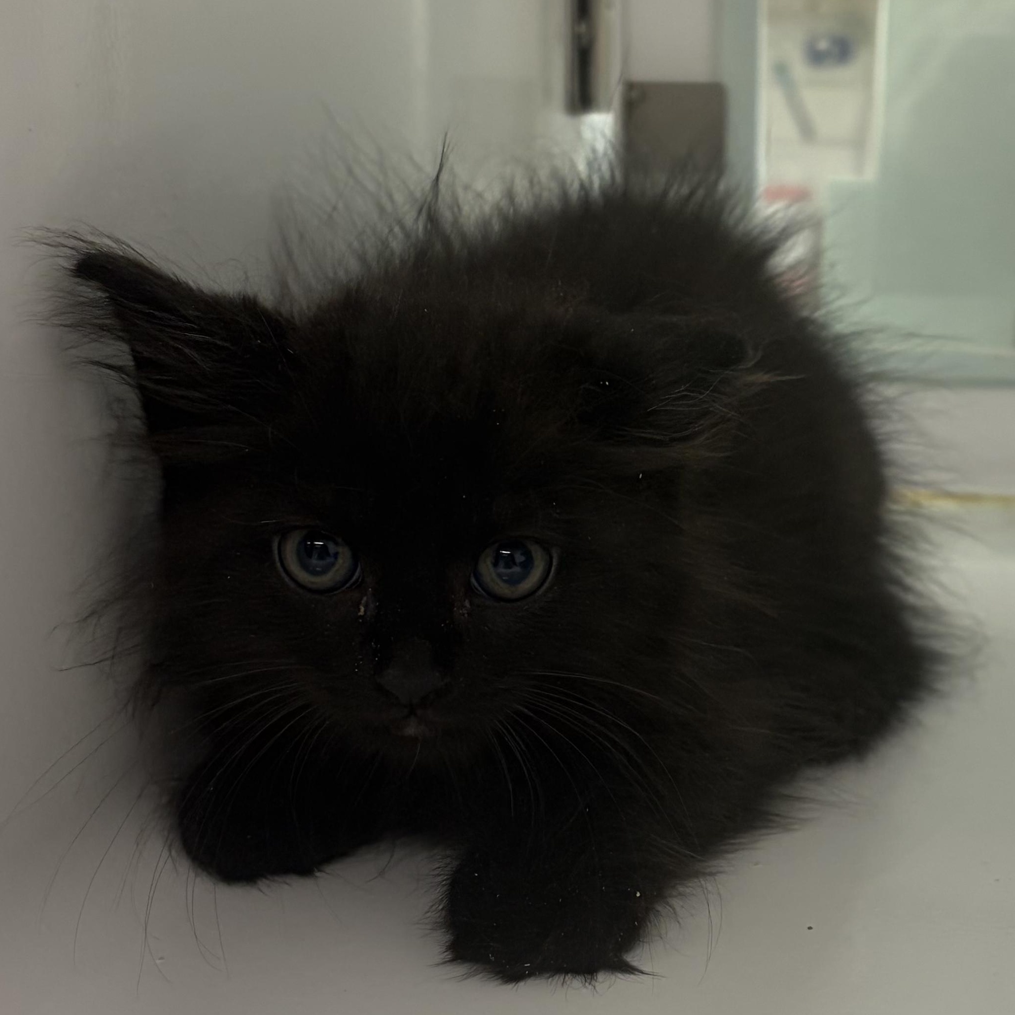 Quasimodo, an adopted Domestic Medium Hair in AQUEBOGUE, NY image 1/2