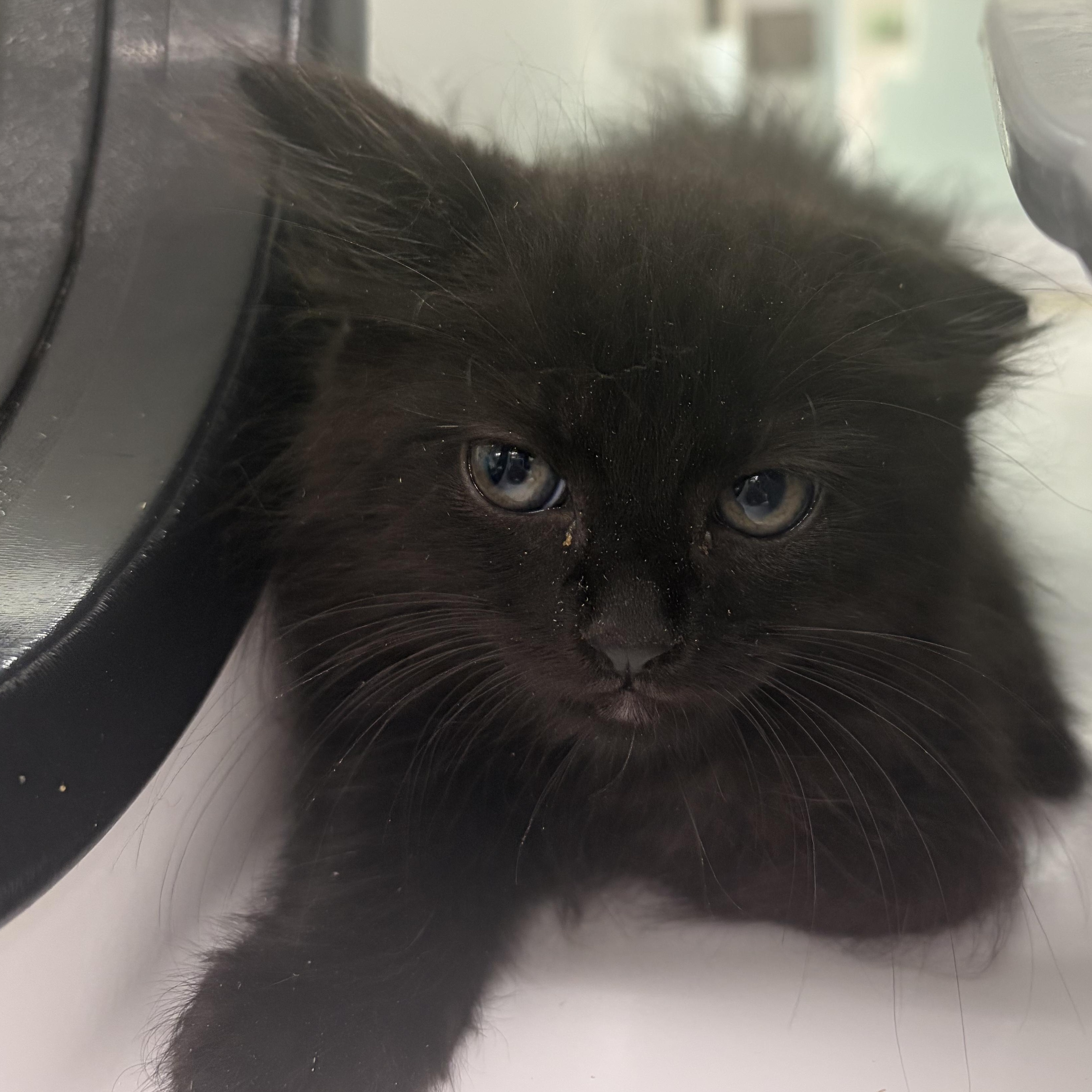 Quasimodo, an adopted Domestic Medium Hair in AQUEBOGUE, NY image 2/2