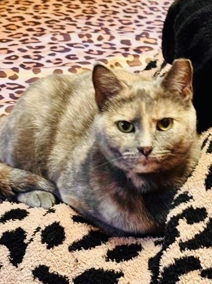 Enlarge Persia, a Adoptable Domestic Short Hair in Harpers Ferry, WV image 1/3