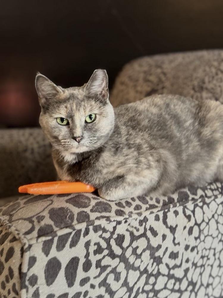 Enlarge Persia, a Adoptable Domestic Short Hair in Harpers Ferry, WV image 2/3