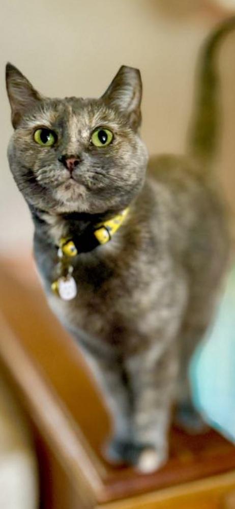 Enlarge Persia, a Adoptable Domestic Short Hair in Harpers Ferry, WV image 3/3