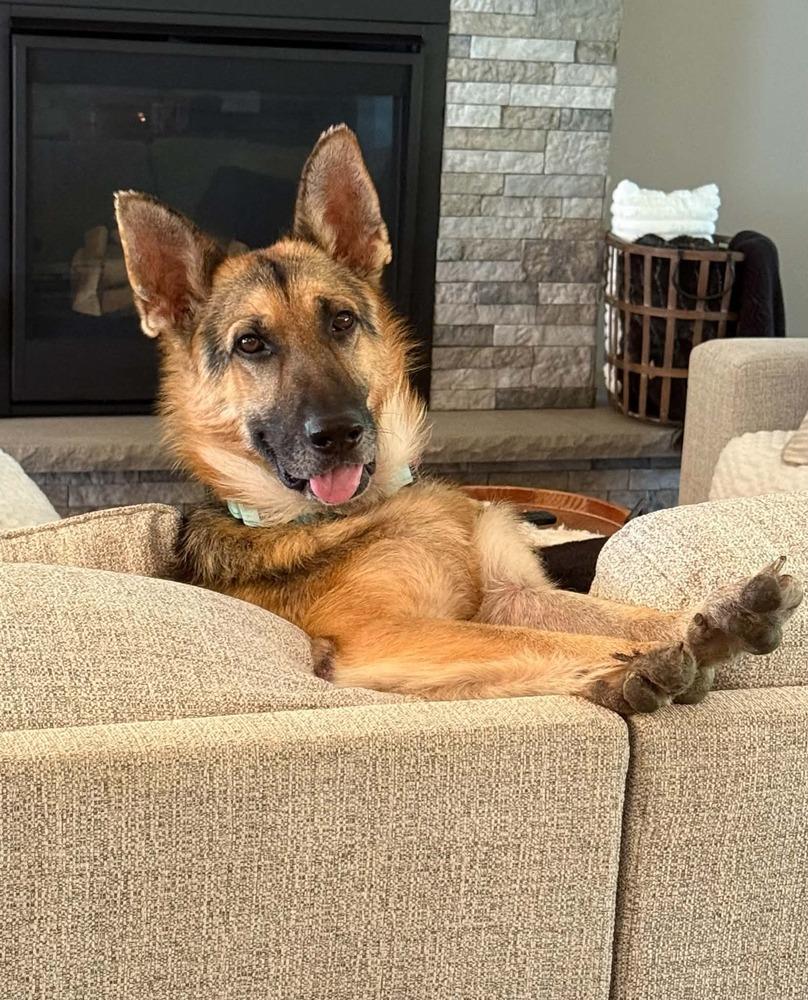 Draco IV, Adoptable, Senior Male German Shepherd Dog.