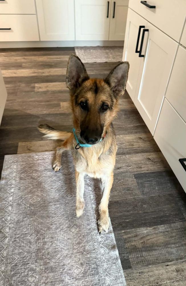 Draco IV, a Adoptable mixed breed in Fredonia, WI image 2/5