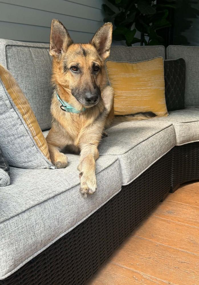 Draco IV, a Adoptable mixed breed in Fredonia, WI image 4/5