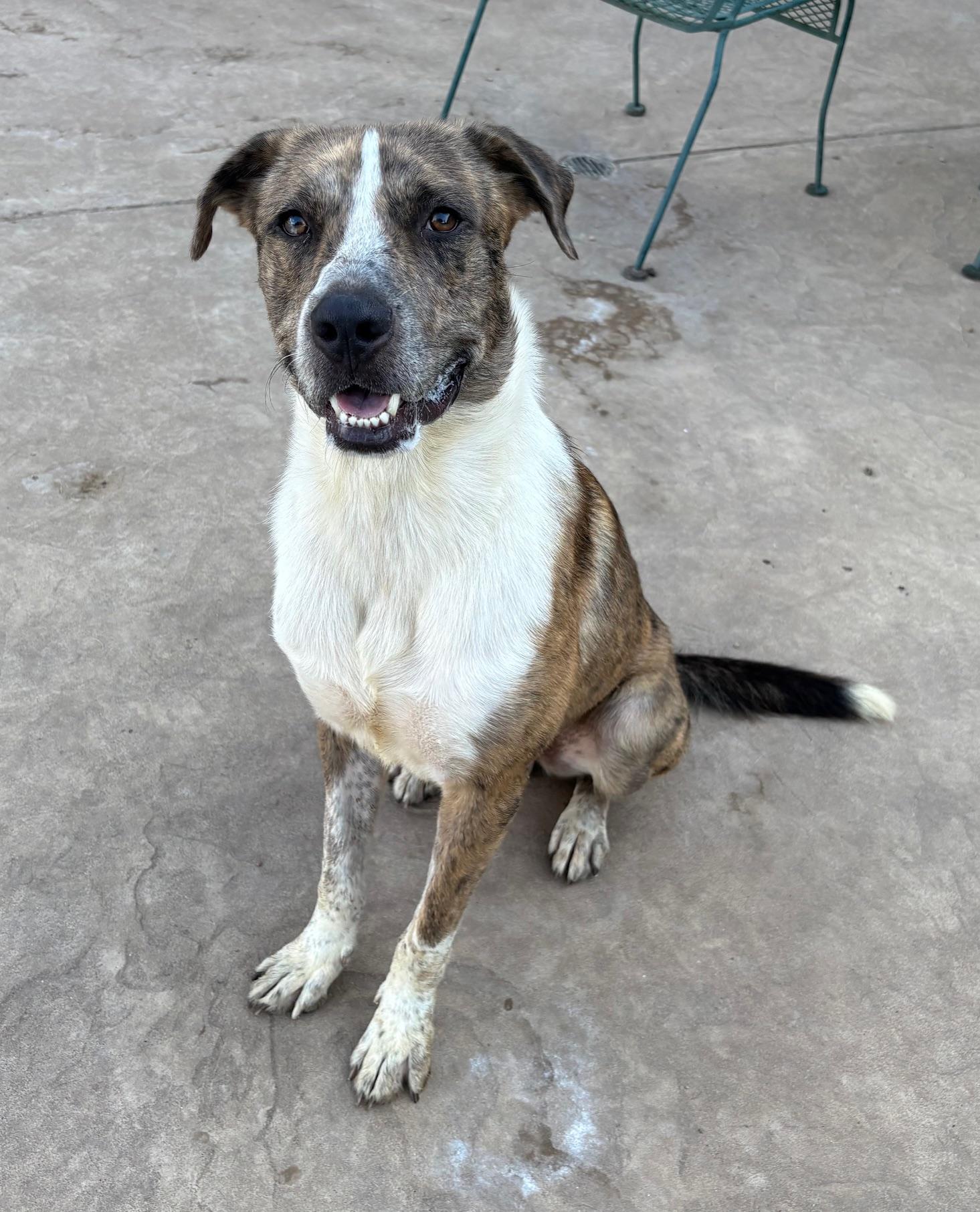 Harmony, Adoptable, Young Male Catahoula Leopard Dog.