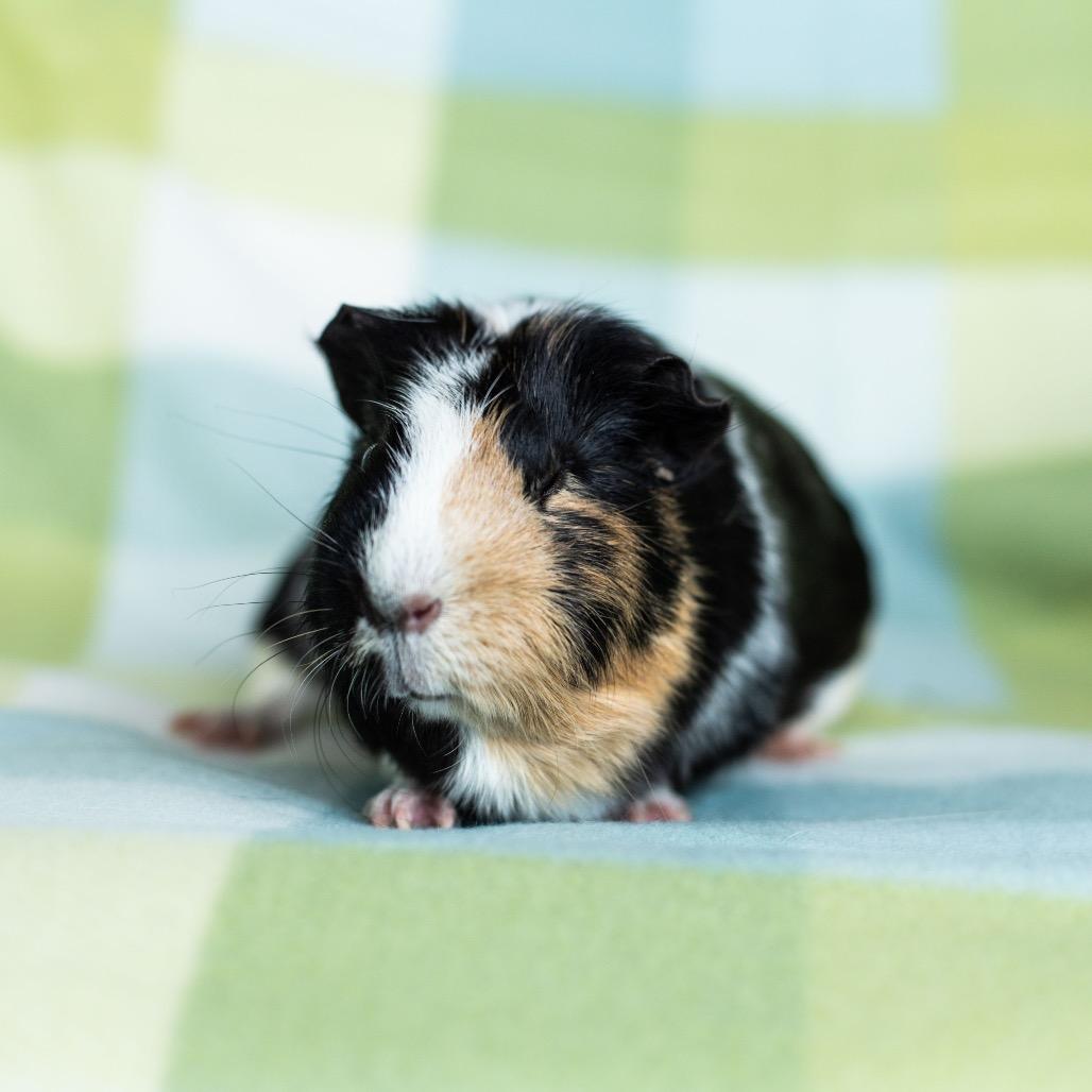 Enlarge Ginny, a Adoptable Guinea Pig in Warwick, RI image 2/2