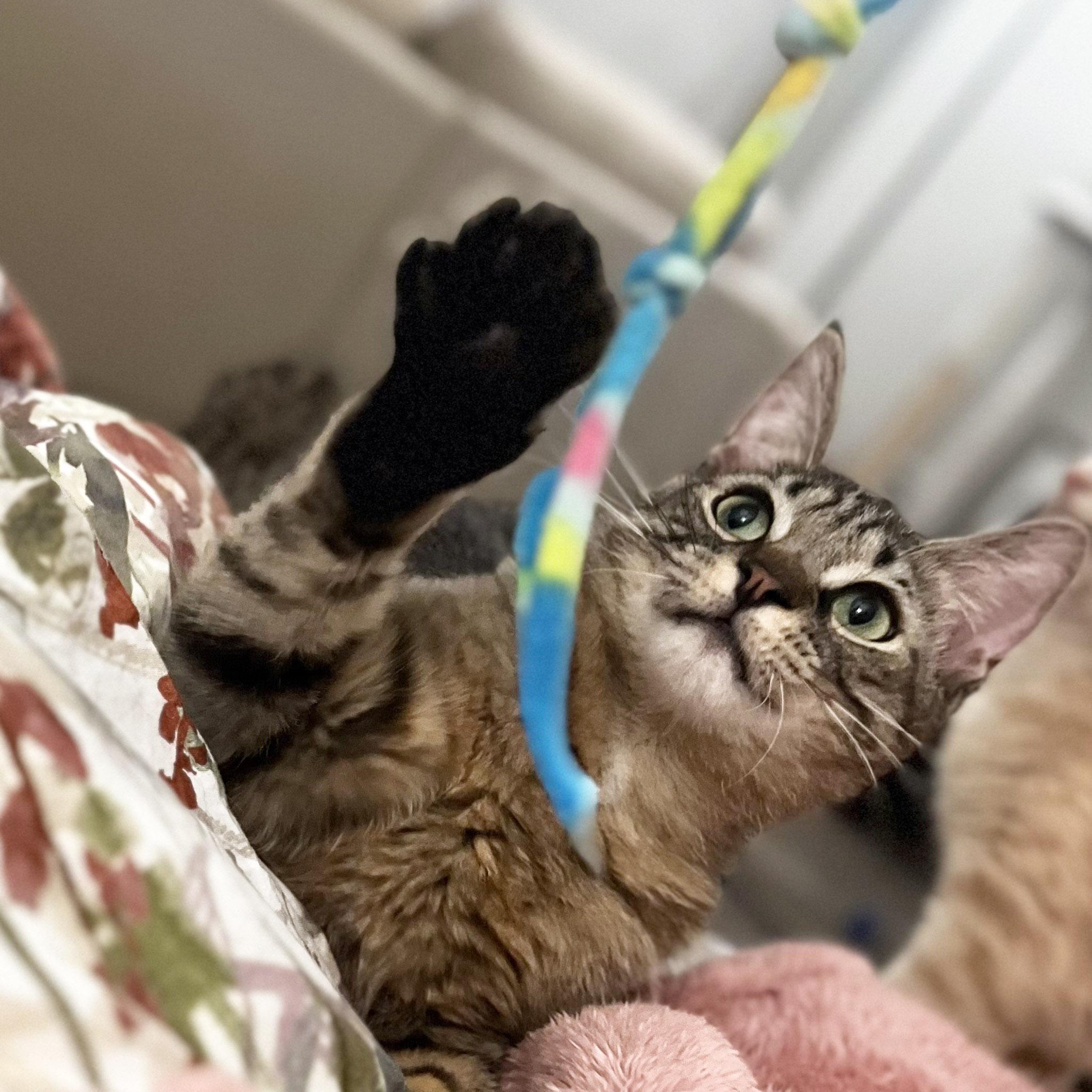 Bo