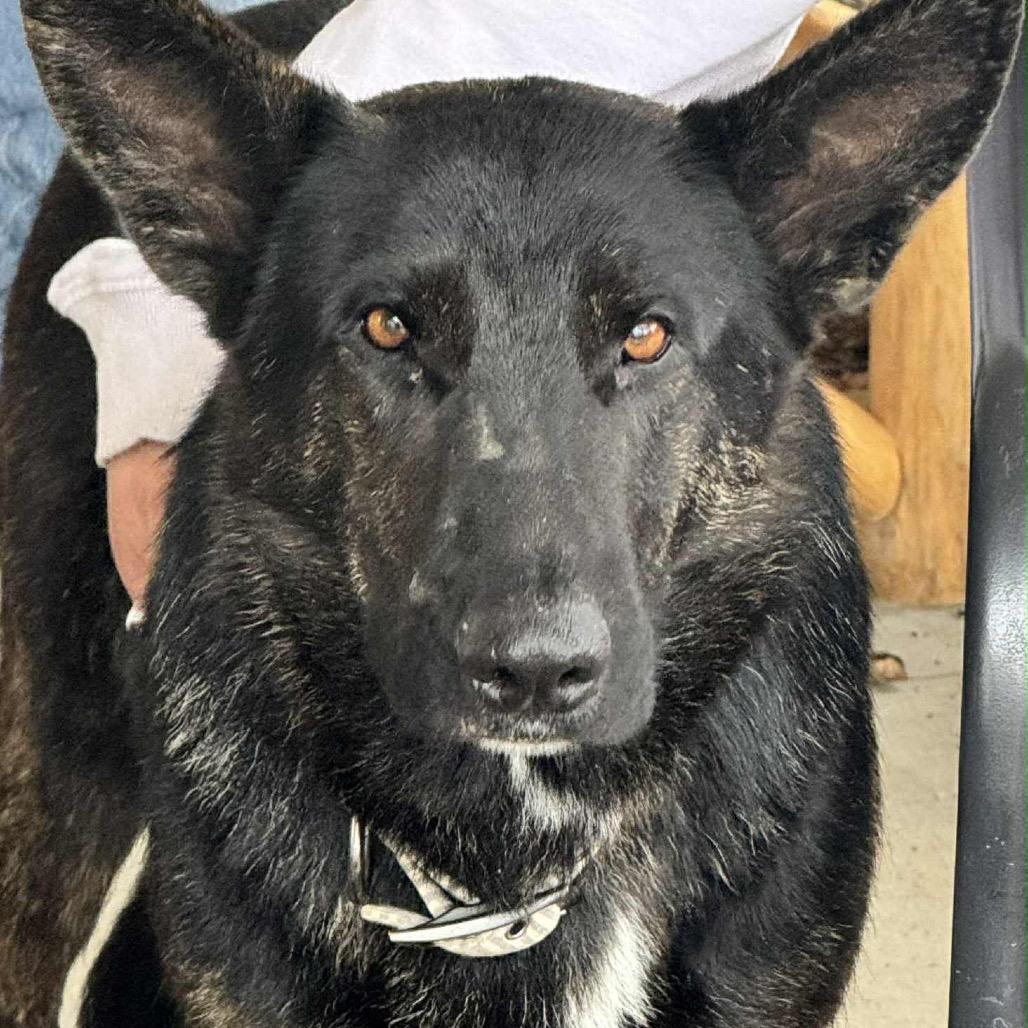 Enlarge Ruby, a Adoptable mixed breed in Tacoma, WA image 1/6