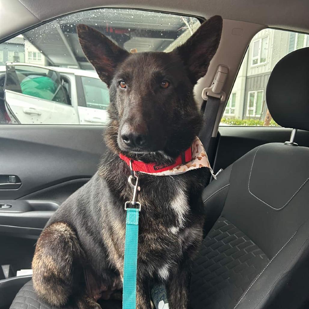 Enlarge Ruby, a Adoptable mixed breed in Tacoma, WA image 2/6