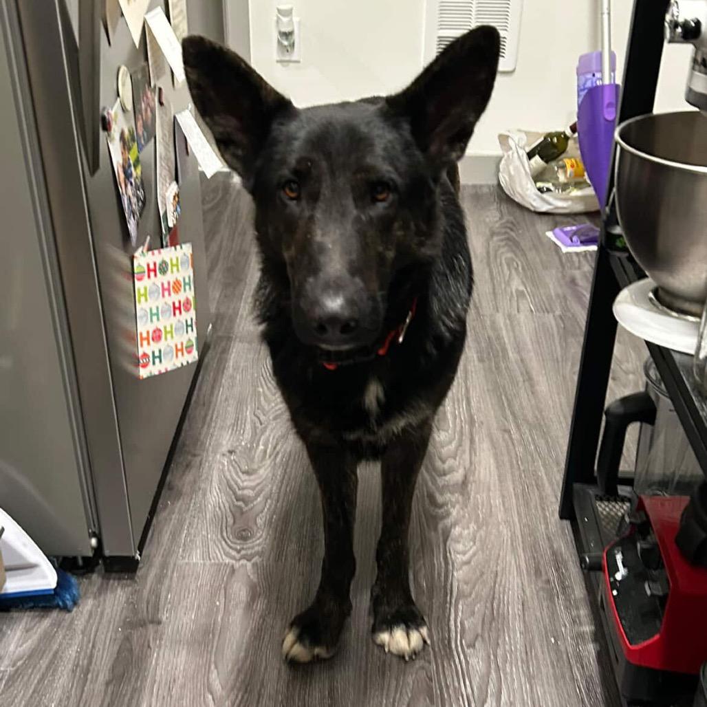 Enlarge Ruby, a Adoptable mixed breed in Tacoma, WA image 3/6