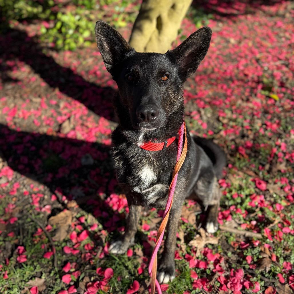 Enlarge Ruby, a Adoptable mixed breed in Tacoma, WA image 4/6